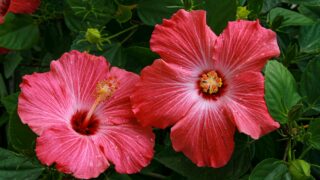 red hibiscus in bloom