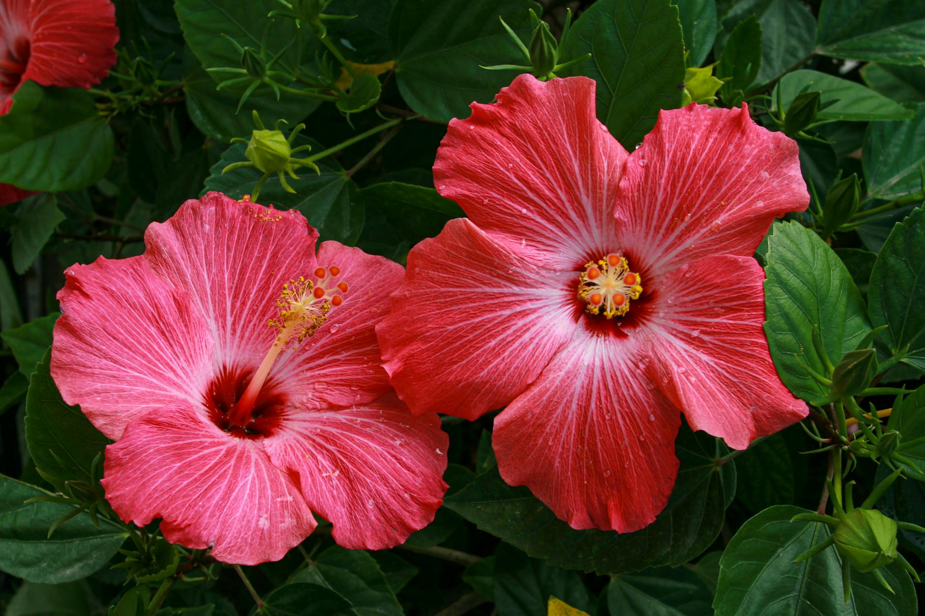 red hibiscus in bloom