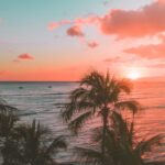 palm tree near body of water during sunset