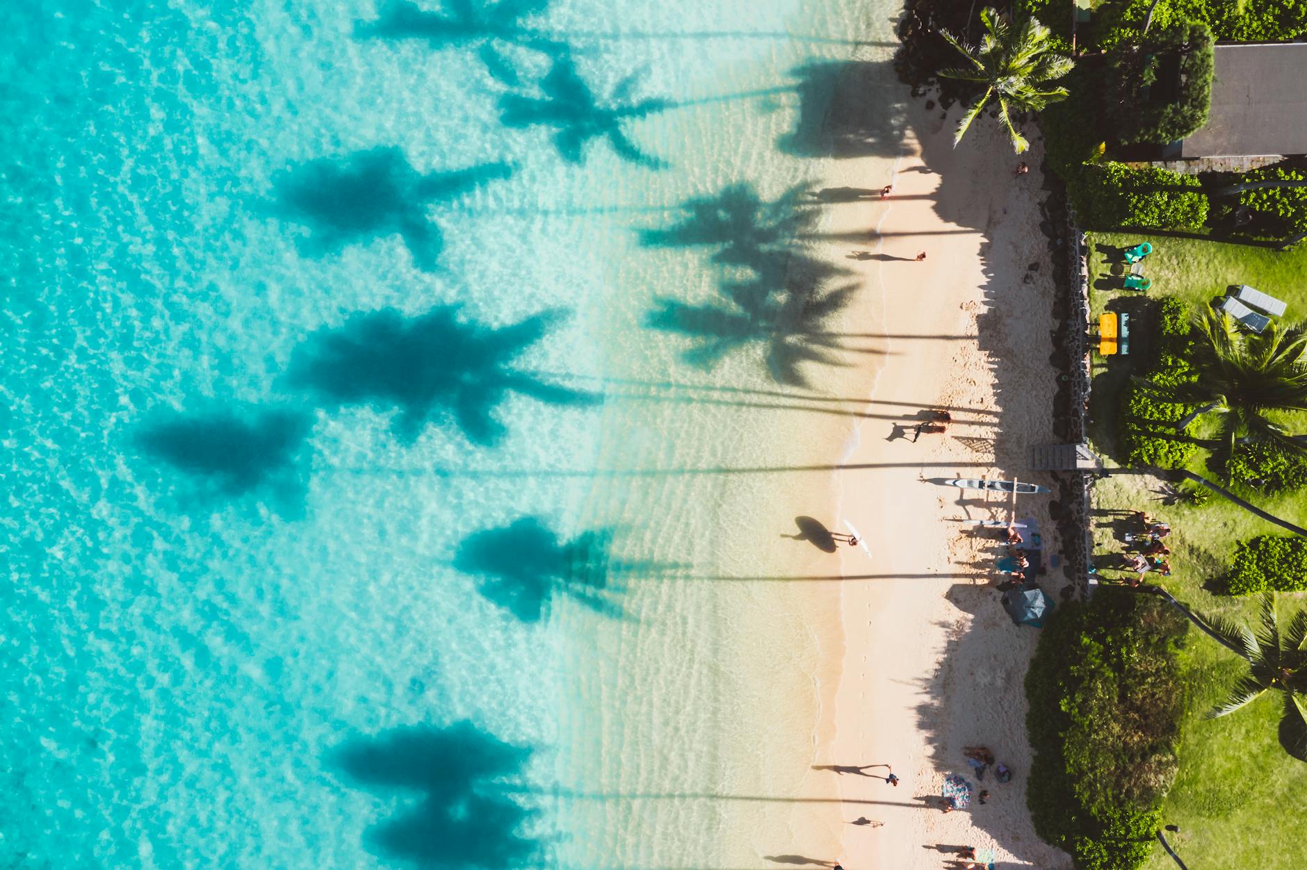 shadows of palm trees on the water