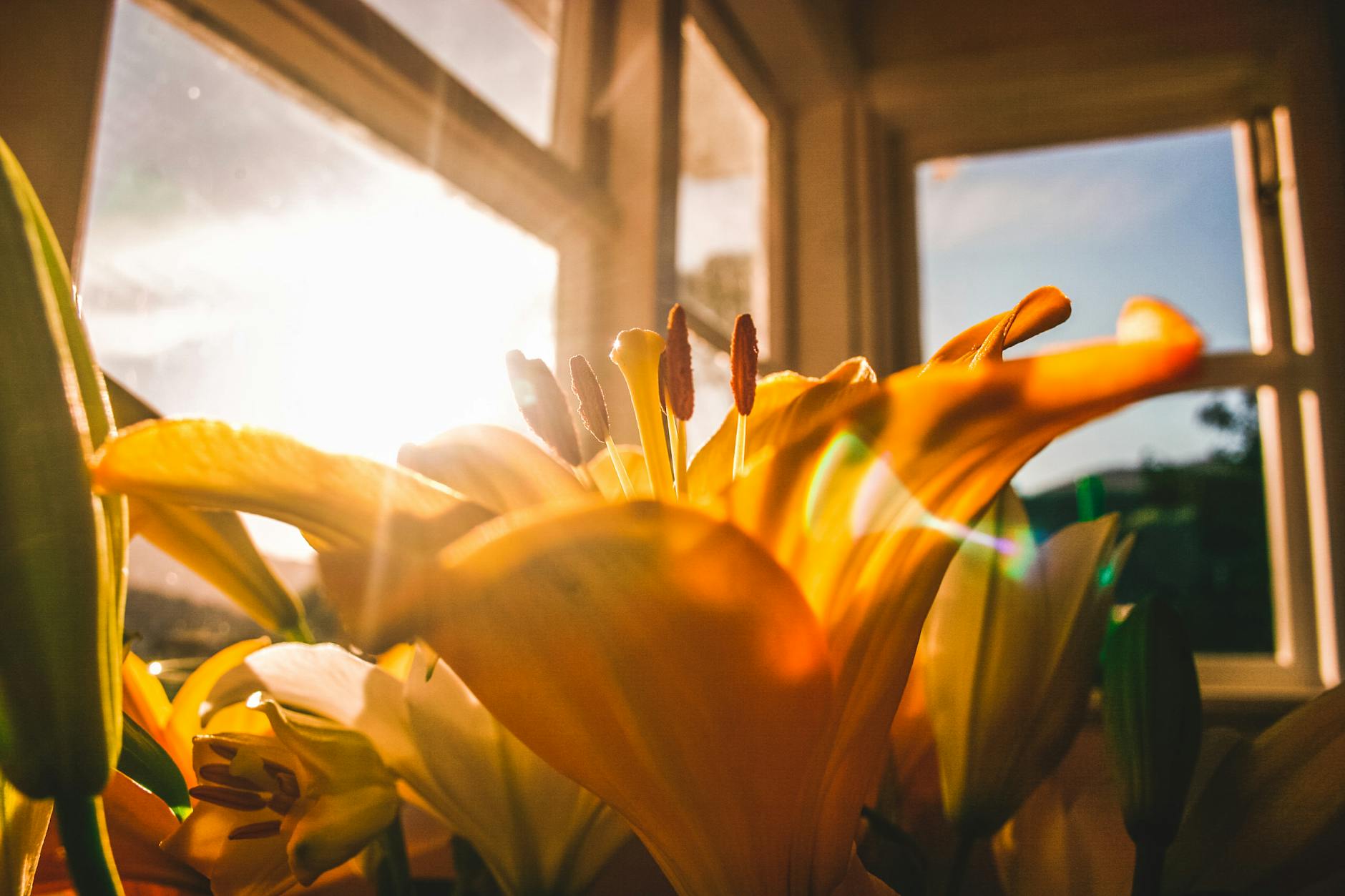 shallow focus of yellow flowers