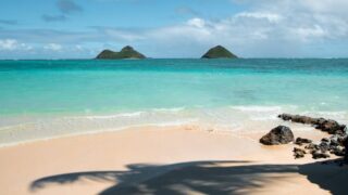coconut tree shadow on seashore